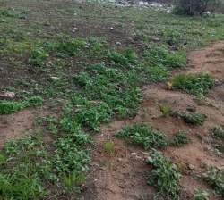 Plot of land for sale at shagari police barrack